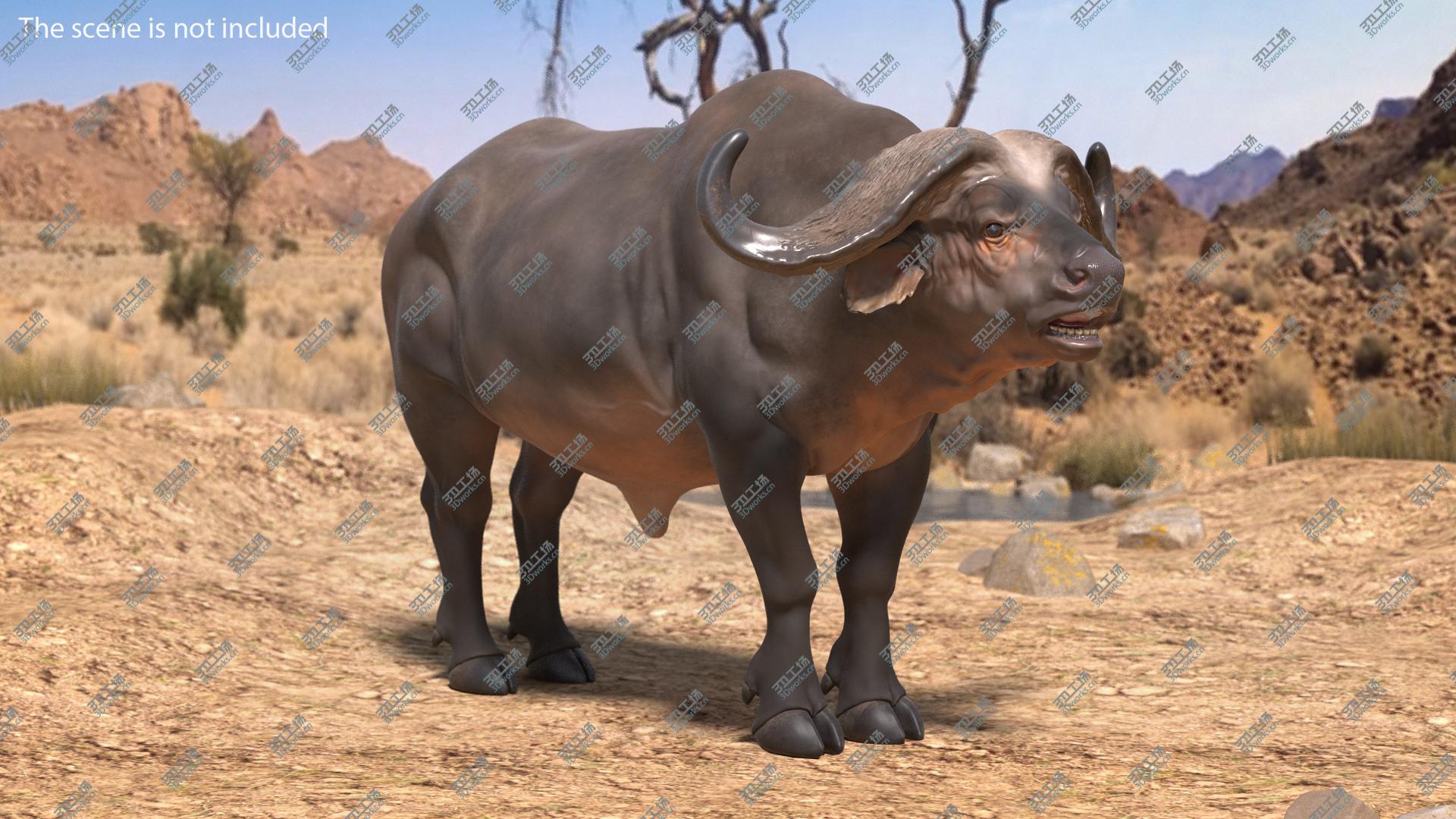 images/goods_img/20210319/3D Cape Buffalo African Buffalo Rigged/5.jpg